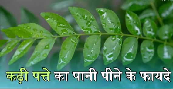 Curry leaves Benefits: If you drink curry leaves water every morning, you will get these 5 amazing health benefits.