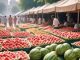 Fear of adulterated watermelon in the markets of Madhya Pradesh, Food Department told how to identify fake and real.