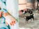 Stray dogs wreaked havoc in Madhya Pradesh, an innocent girl playing outside the house was mauled to death