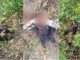 Encounter between soldiers and Naxalites in Chhattisgarh, 5 lakh bounty killed