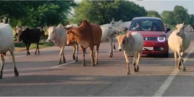 Pilot project will start in 6 districts including Bhopal, strict action will be taken if cattle are found on the highway
