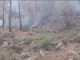 In the last 24 hours, 41 places in Himachal's forests caught fire, 340 hectares of forest wealth turned to ashes