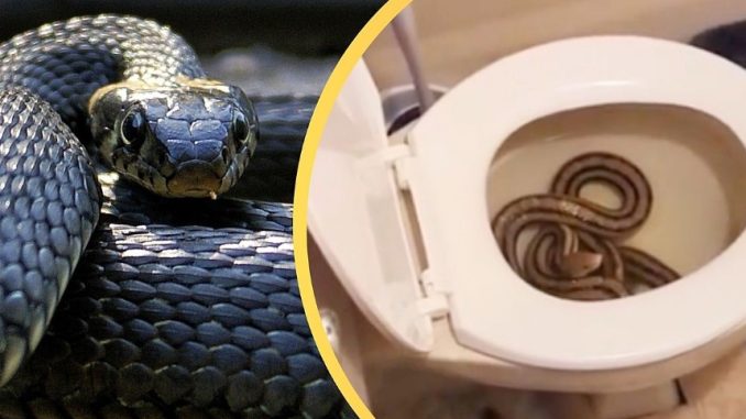The woman was about to sit on the commode, when a cobra came out of the toilet hissing; know what happened next