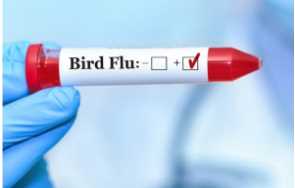 After 5 years, a human became a victim of Bird Flu in India, a 4 year old child got H9N2 infection