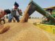 Wheat Stock: Wheat stock limit fixed, government takes a big step to curb rising inflation