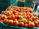 Tomato prices continue to rise, 'red gold' being sold for up to Rs 1061 per crate