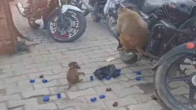 When monkeys tore the bag, such things got scattered from it...police had to be called