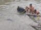 Buggy going to collect fodder fell into Hindon river in Muzaffarnagar, villagers rescued it