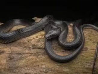 He had his wife bitten by a poisonous snake and killed her, then tried to pass it off as an accident...