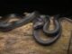 He had his wife bitten by a poisonous snake and killed her, then tried to pass it off as an accident...