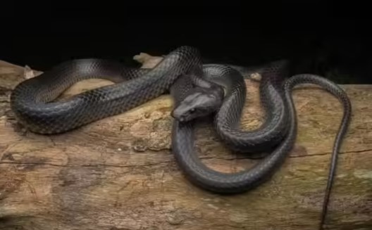 He had his wife bitten by a poisonous snake and killed her, then tried to pass it off as an accident...