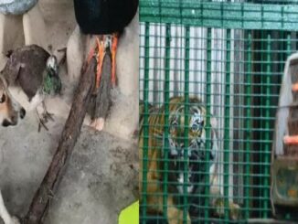 It's so cold in Uttar Pradesh that even the lions are shivering; heaters and blowers had to be installed.