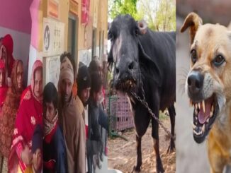 The dog bit the buffalo, and the entire village drank the yogurt made from its milk, resulting in this situation.