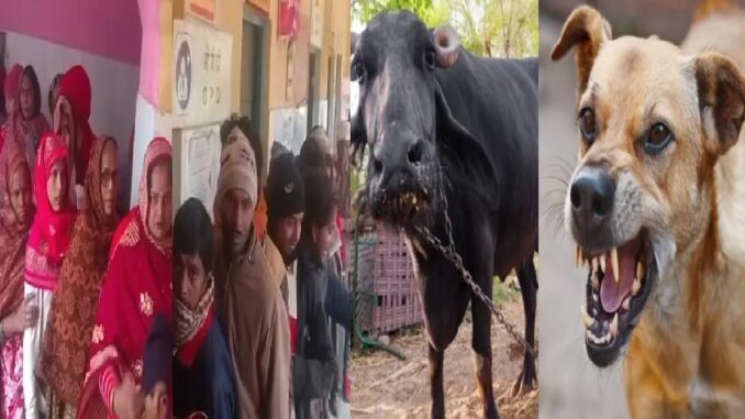 The dog bit the buffalo, and the entire village drank the yogurt made from its milk, resulting in this situation.