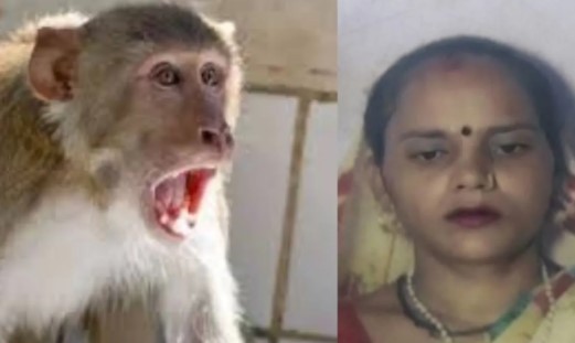 Monkeys attacked a woman, who then fell from the roof and died a tragic death.