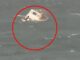 Tragic Accident: Cruise Ship Carrying 30 Passengers Sinks Amidst Storm—Chaos Ensues