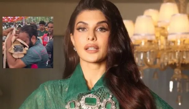 Man Was Selling a Cow on Bakrid; Jacqueline Fernandez's Heart Broke Upon Seeing Its Condition.